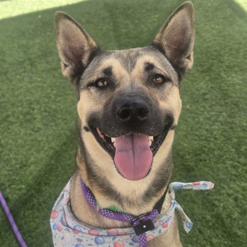 picture of the dog needing adoption