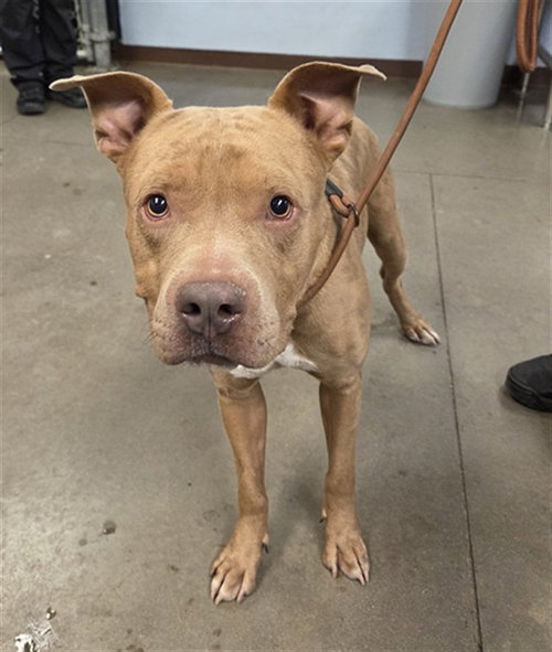 picture of the dog needing adoption