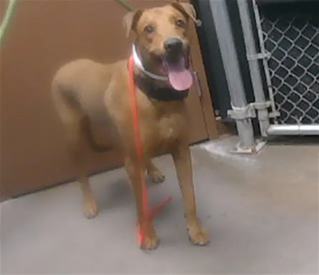 Benji - Doberman Pinscher