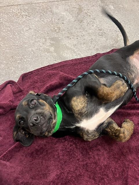 picture of the dog needing adoption
