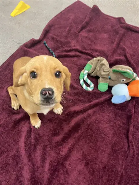 Moana - Beagle