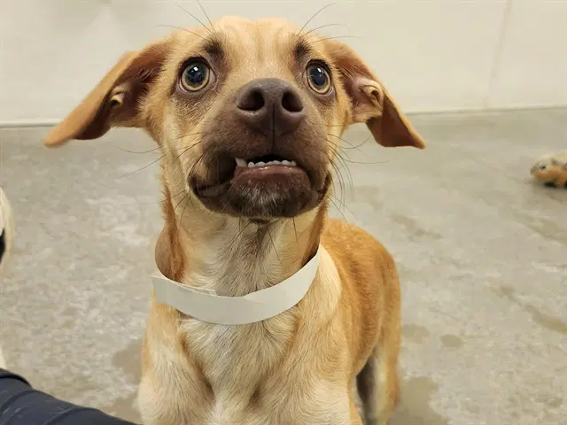 Doppler - Chihuahua