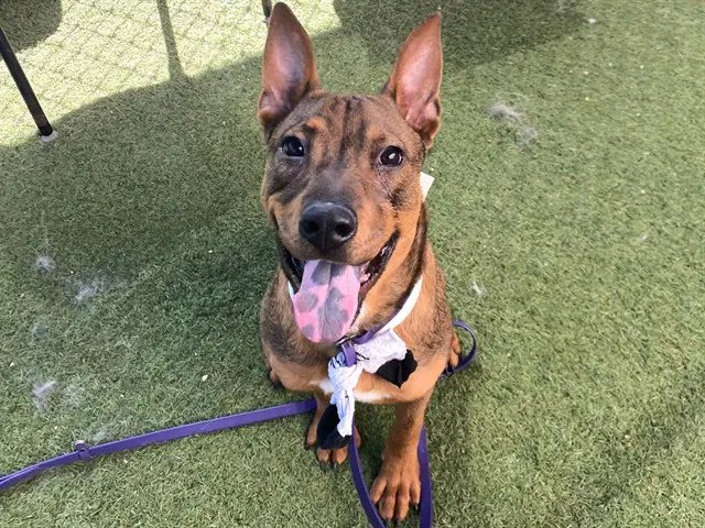 Pollo - German Shepherd Dog