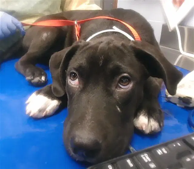 Oso - Labrador Retriever