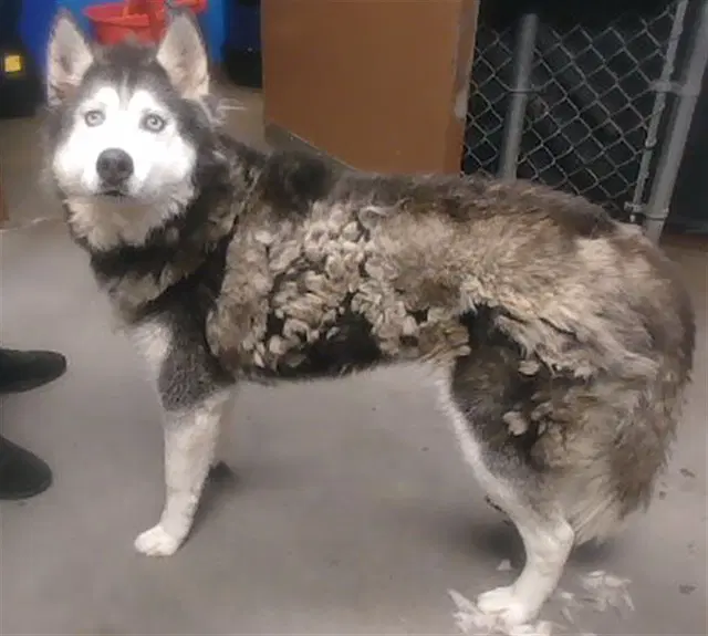 Dottie - Siberian Husky