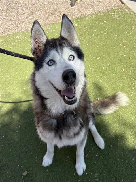 Dottie - Siberian Husky