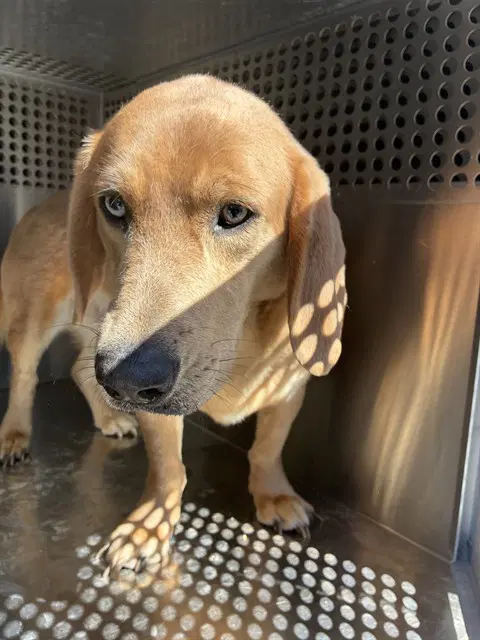 Karat - Basset Hound