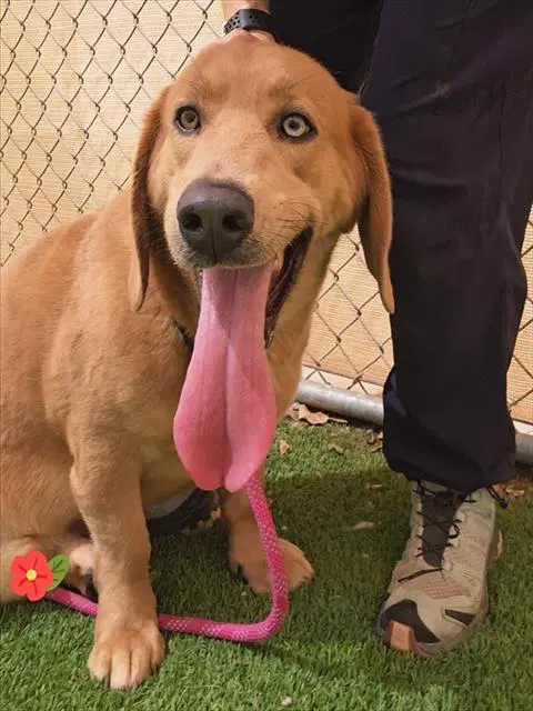 Karat - Basset Hound