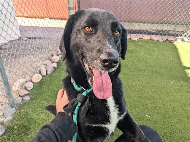 Josephine - Flat-coated Retriever