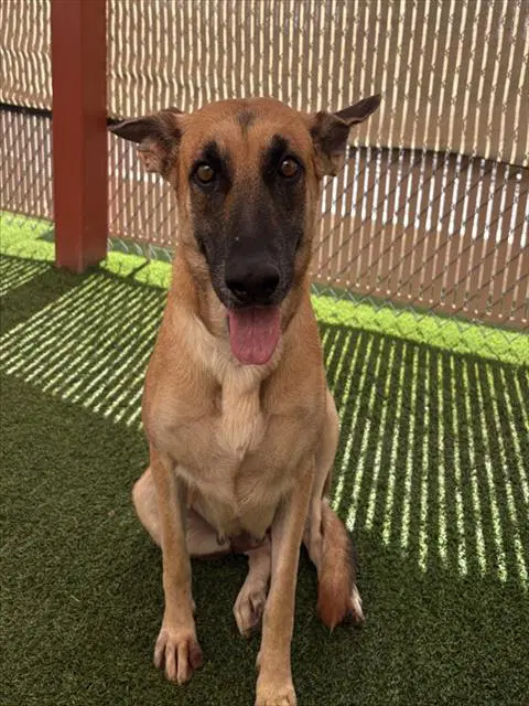 Applestrudel - German Shepherd Dog