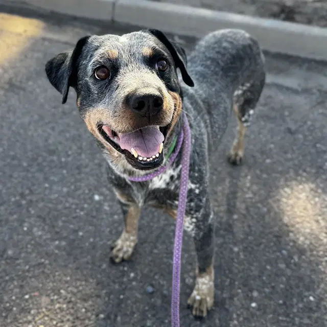 Badger - Queensland Heeler