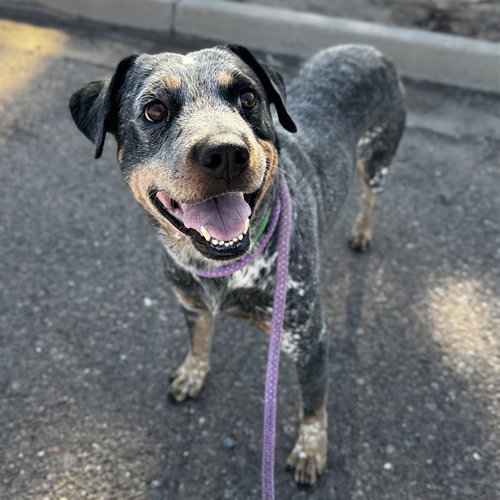 BADGER, a dog for adoption from Maricopa County Animal Care & Control - West Valley Animal Care Center