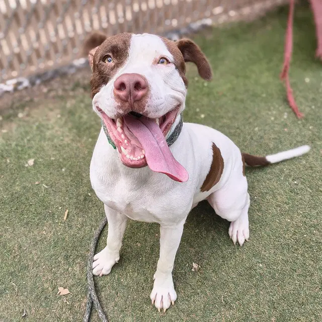 Pretzel - American Pit Bull Terrier