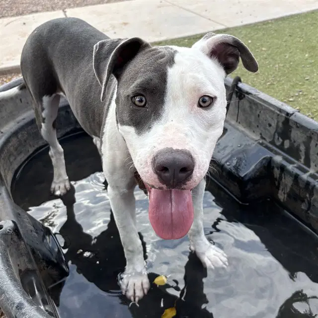 Cobalt - American Pit Bull Terrier