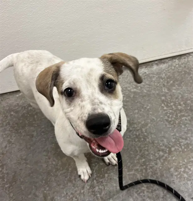 Squiggle - American Pit Bull Terrier