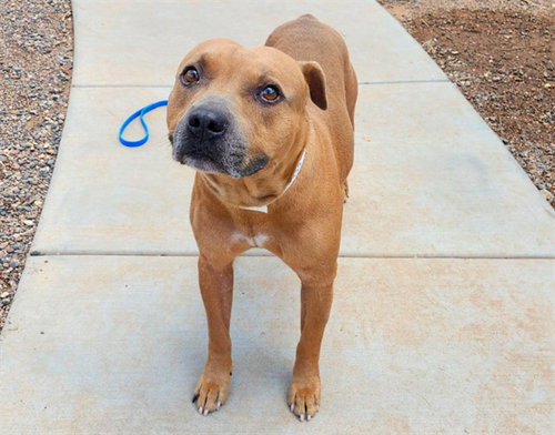 CHATO, a dog for adoption from Maricopa County Animal Care & Control - West Valley Animal Care Center