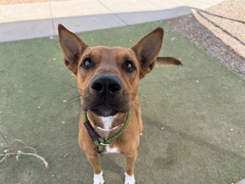 BURGER, a dog for adoption from Maricopa County Animal Care & Control - West Valley Animal Care Center