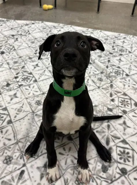 Pie - American Pit Bull Terrier