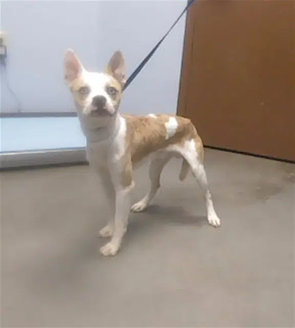 Sprite - Australian Kelpie