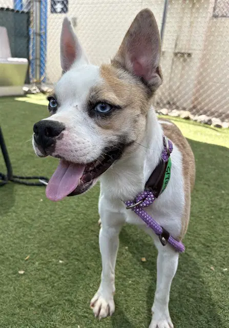 Sprite - Australian Cattle Dog/Blue Heeler