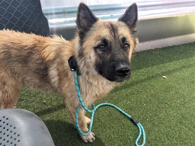 Iago - German Shepherd Dog