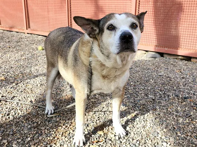 Lobelia - Australian Cattle Dog/Blue Heeler
