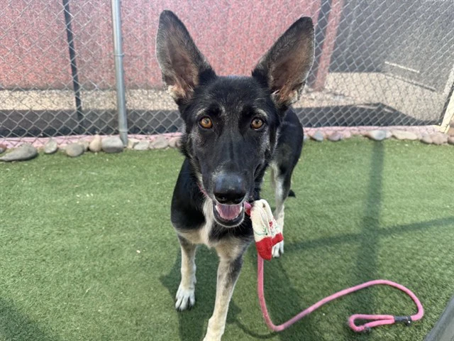 Mouse