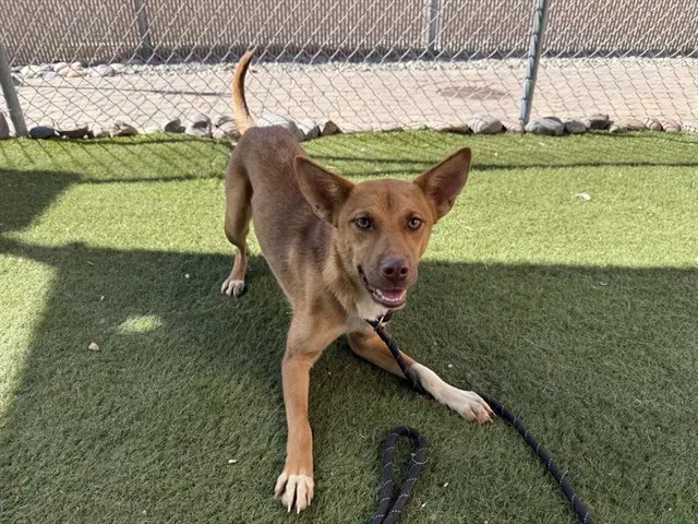 Lucia - Basenji