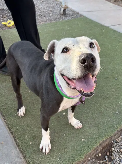 Eleanor - American Pit Bull Terrier