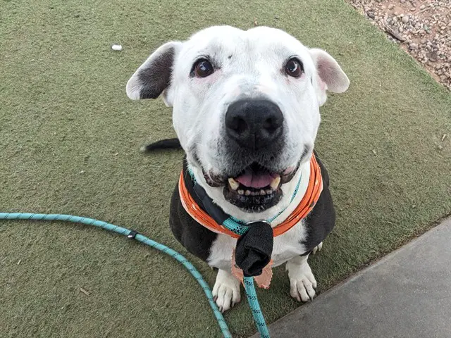 Eleanor - American Pit Bull Terrier