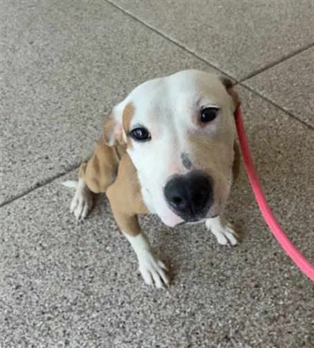 Daya - American Pit Bull Terrier