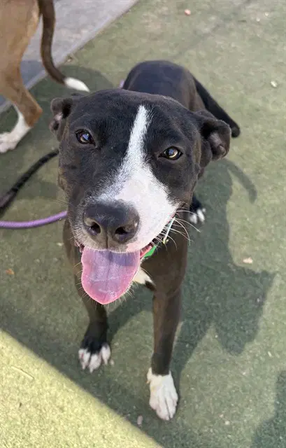 Licorice - American Pit Bull Terrier