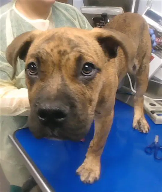 Whopper - American Pit Bull Terrier