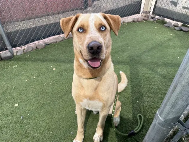 Syrup - Labrador Retriever
