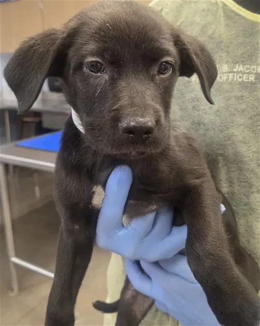 Fish Finger - Labrador Retriever