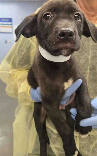 Bread - Labrador Retriever