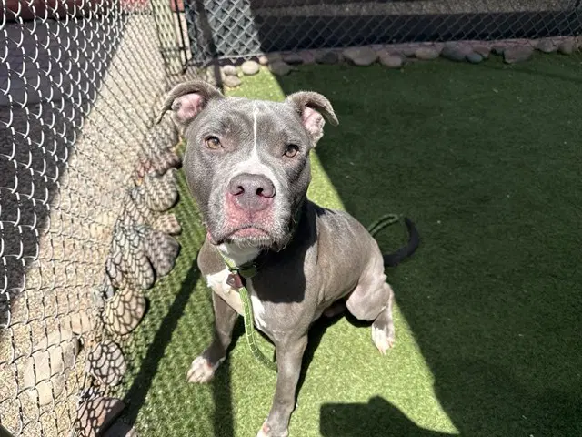 Bertie - American Pit Bull Terrier