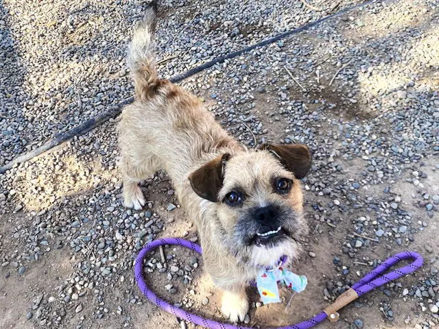 Jasper - Border Terrier