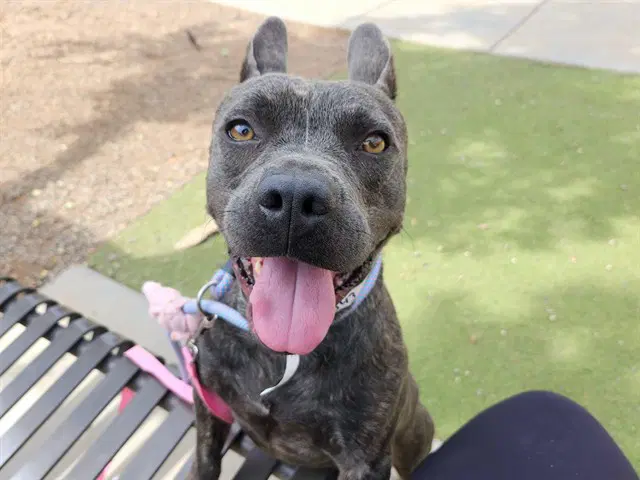 Marnie - American Pit Bull Terrier