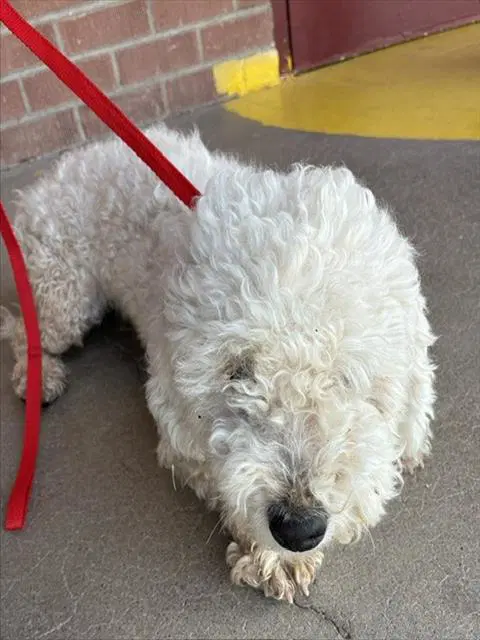 Golden Girl - Poodle (Miniature)