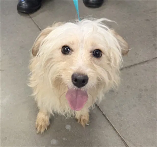 Pepsi - Maltese