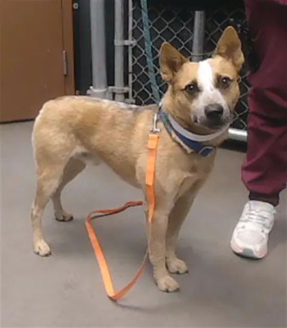Football - Australian Cattle Dog/Blue Heeler