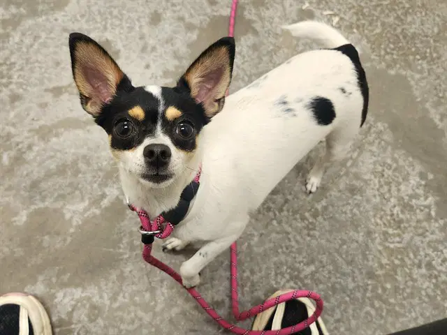 Lassie - Chihuahua