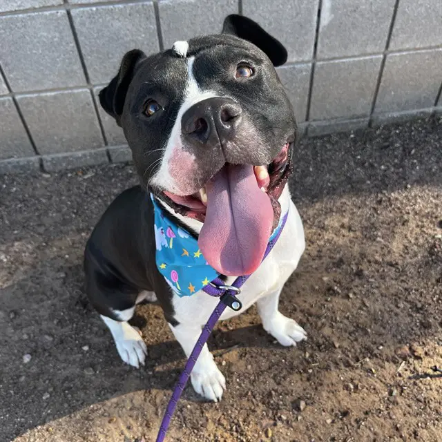 Milky Way - American Pit Bull Terrier