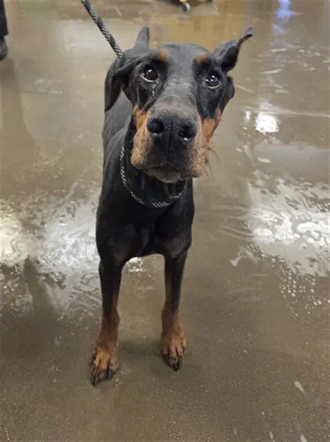 Zeus - Doberman Pinscher