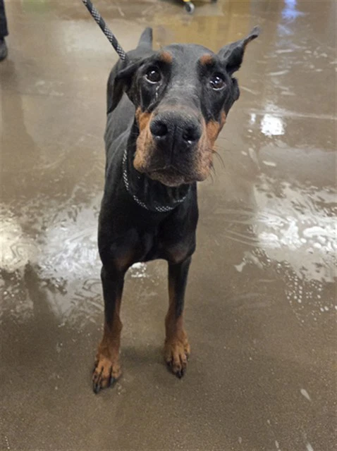 Zeus