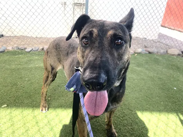 Fozzy - Black Mouth Cur
