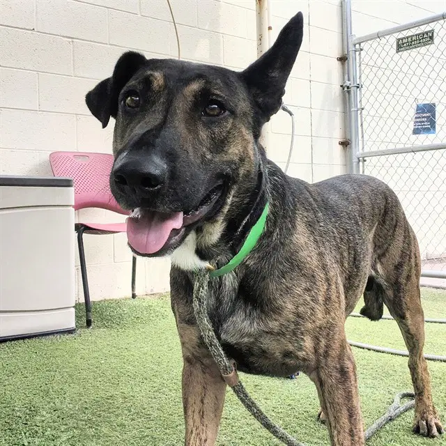 Fozzy - Dutch Shepherd