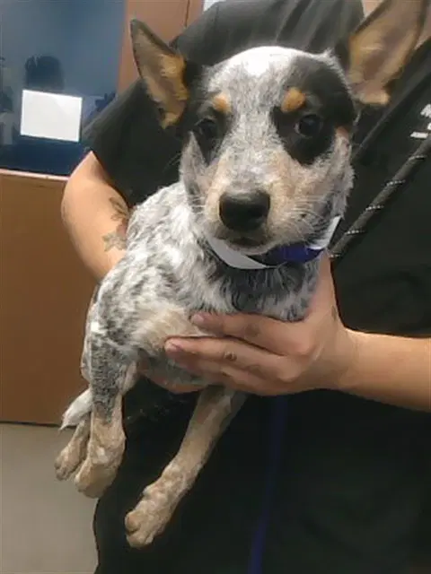 Biggie Bug - Australian Cattle Dog/Blue Heeler