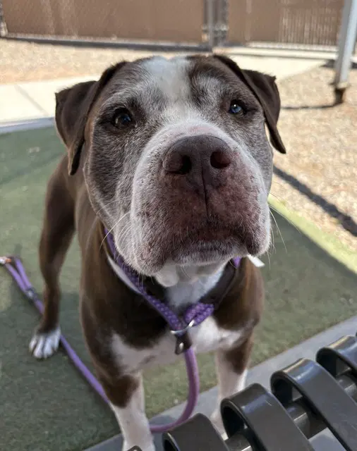 Eugene - American Pit Bull Terrier